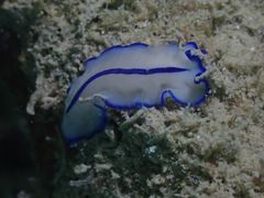 Pseudoceros concinnus