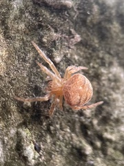 Araneus triguttatus