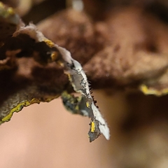Pseudocyphellaria citrina
