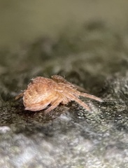 Araneus triguttatus