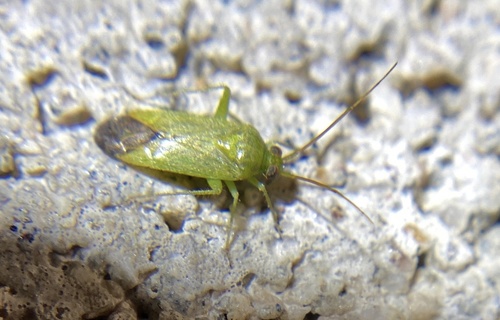 iNaturalist observation photo of Mirini