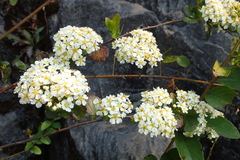 Spiraea yunnanensis