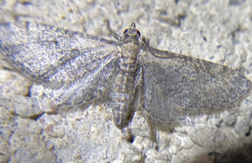 iNaturalist observation photo of Geometer Moths