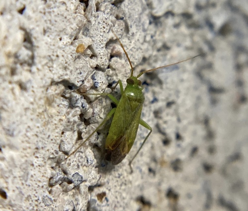 iNaturalist observation photo of Mirini