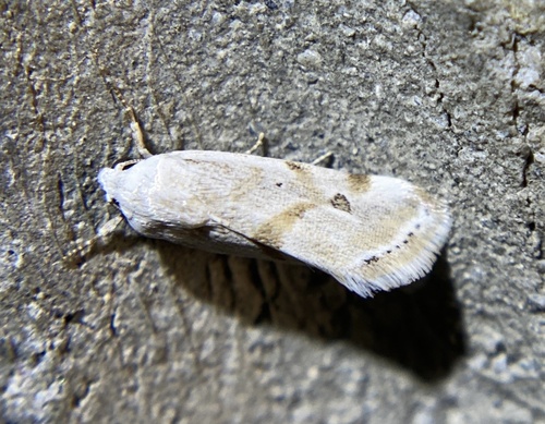 iNaturalist observation photo of Ponometia hutsoni