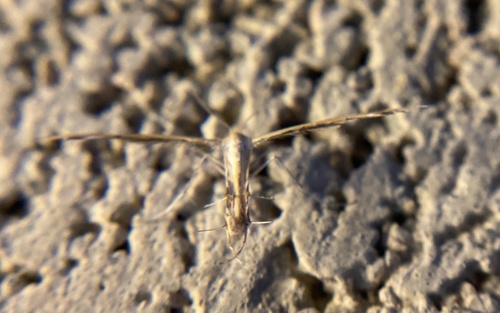 iNaturalist observation photo of Spiderling Plume Moth