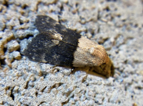 iNaturalist observation photo of Aleptina semiatra