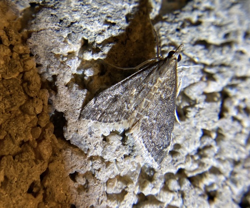 iNaturalist observation photo of Frosted Pyrausta