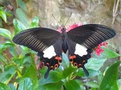 Papilio helenus