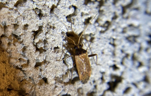 iNaturalist observation photo of Brown Creosote Phytocoris