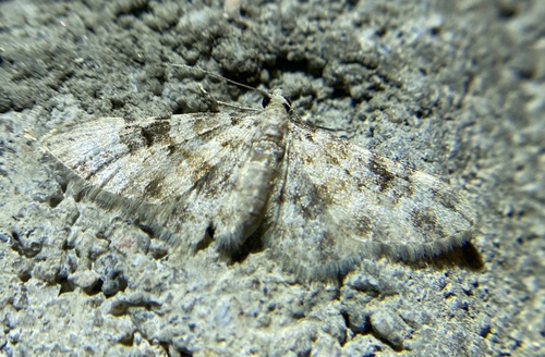 iNaturalist observation photo of Zenophleps obscurata