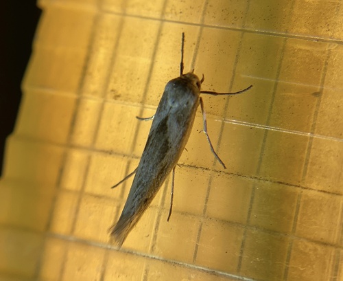 iNaturalist observation photo of Butterflies and Moths