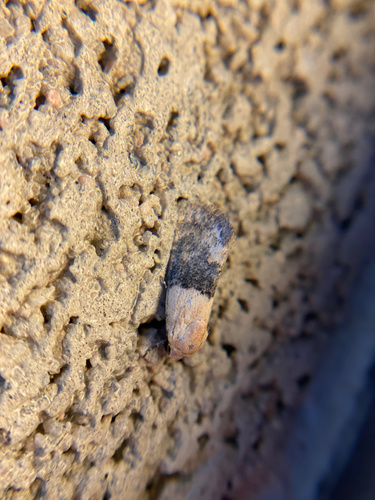 iNaturalist observation photo of Aleptina semiatra