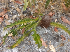 Banksia gardneri