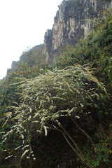 Spiraea yunnanensis