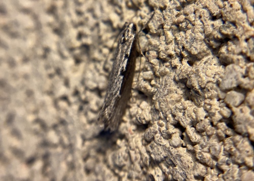 iNaturalist observation photo of Ethmia epileuca
