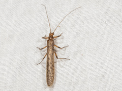 Gripopterygidae