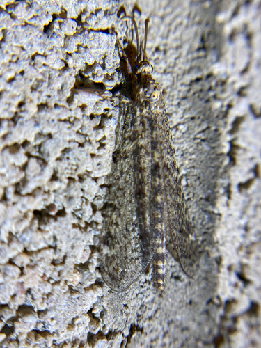 iNaturalist observation photo of Sacken's Antlion
