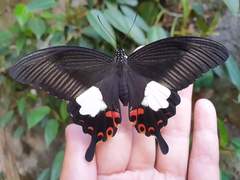 Papilio helenus