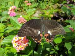 Papilio helenus