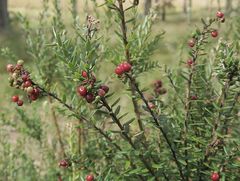 Acrothamnus hookeri