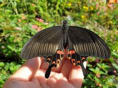 Papilio helenus