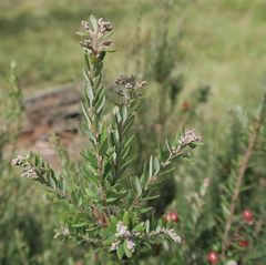 Acrothamnus hookeri