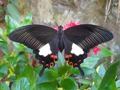 Papilio helenus