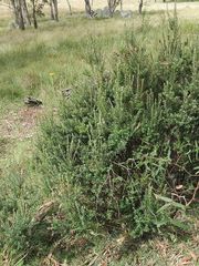 Acrothamnus hookeri