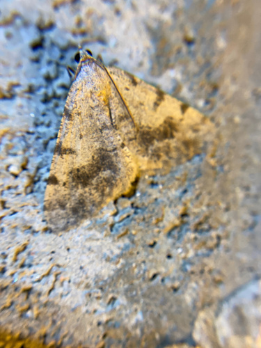 iNaturalist observation photo of Creosote Moth