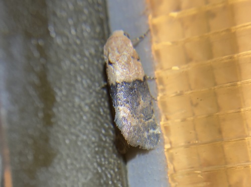 iNaturalist observation photo of Aleptina semiatra