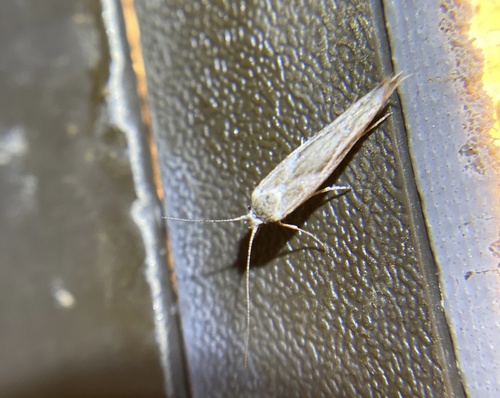 iNaturalist observation photo of Butterflies and Moths