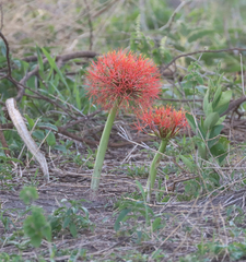 Scadoxus multiflorus