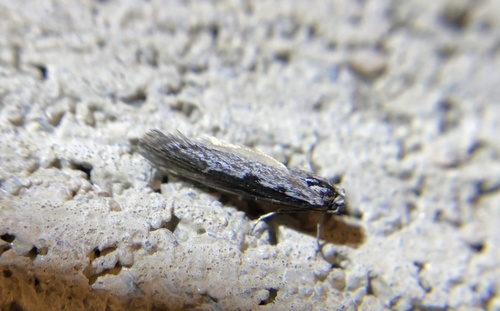 iNaturalist observation photo of Ethmia epileuca