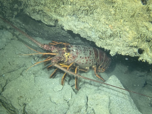 Photo of California Spiny Lobster (Panulirus interruptus)