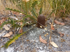 Banksia gardneri