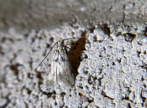 iNaturalist observation photo of Curved-horn Moths
