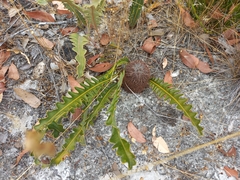 Banksia gardneri