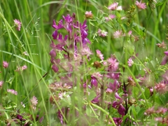 Anacamptis laxiflora