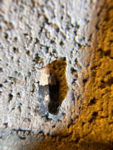 iNaturalist observation photo of Aleptina semiatra