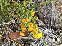 Alatae