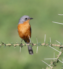 Melaenornis semipartitus