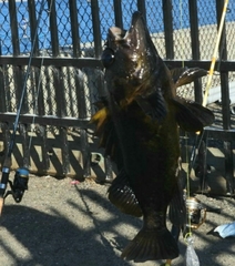 Sebastes chrysomelas