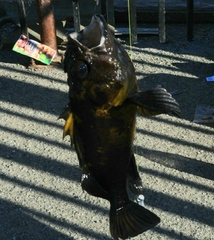 Sebastes chrysomelas