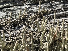 Cladonia subradiata
