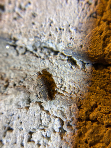 iNaturalist observation photo of Gelechiini