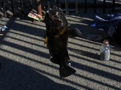 Sebastes chrysomelas