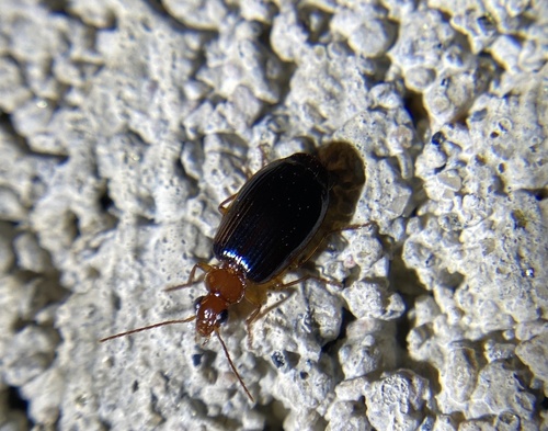 iNaturalist observation photo of Colorful Foliage Ground Beetles