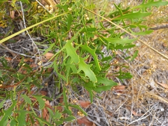 Hakea ceratophylla