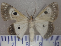 Hypodoxa erebusata